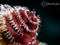   Christmas Tree Worms are my favorite subject. You have be very stealthy get close them. This cropped backscatter removed. subject them removed  